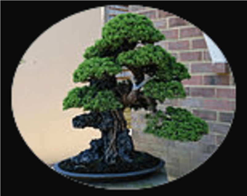 Bonsai Png (800x800), Png Download