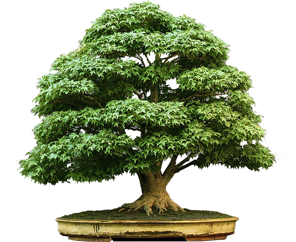 Bonsai-zezinho - Bonsai Tree (600x586), Png Download