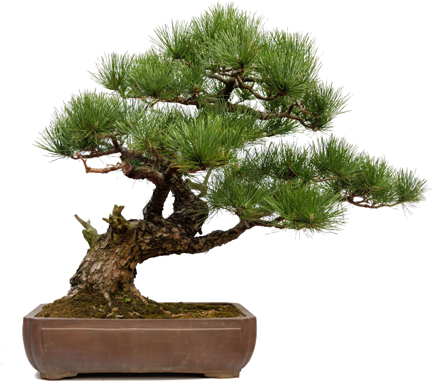 Skills - Skills - Skills - Skills - Bonsai (900x817), Png Download