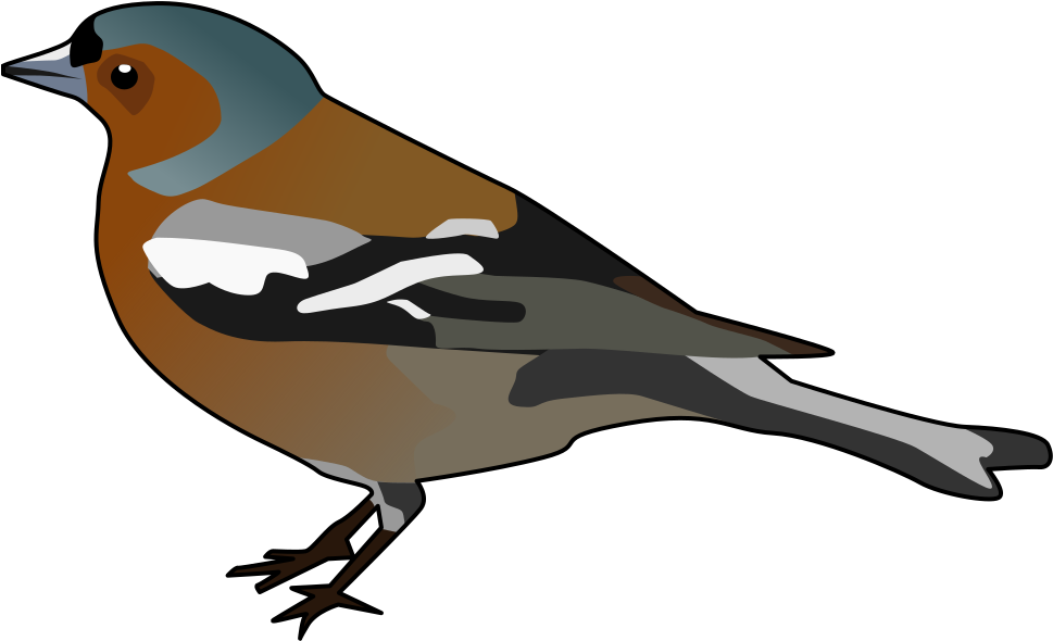 Male Chaffinch - Clip Art Chaffinch (1000x621), Png Download
