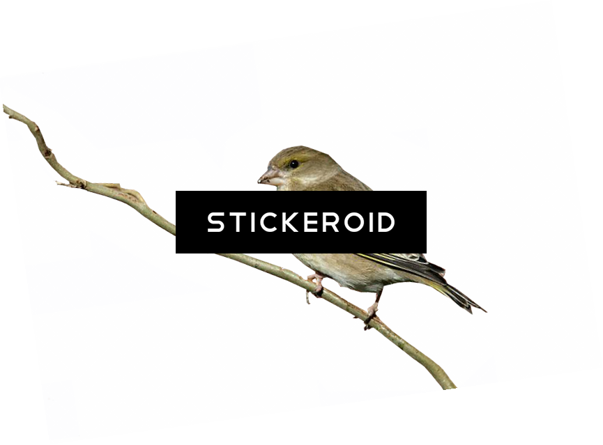 Finch Birds - Duke Nukem Forever Box Art (865x639), Png Download