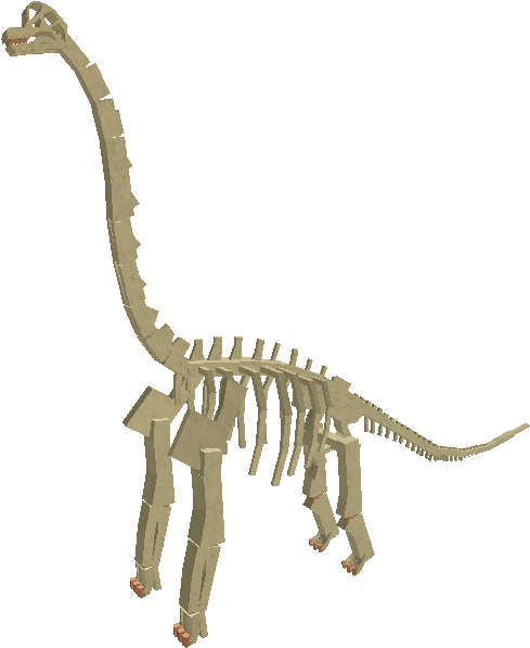 Fossil Brachiosaurus - Wiki (564x606), Png Download