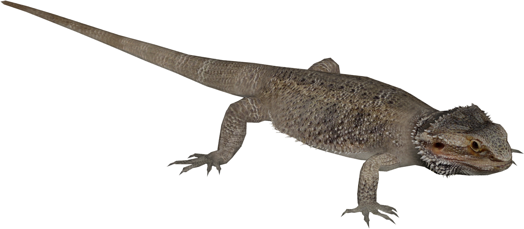 Central Bearded Dragon 3 - Wiki (1793x1793), Png Download