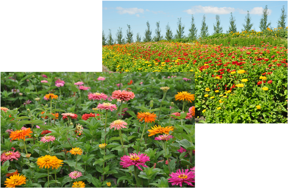 Flower Collage - Collage (1000x671), Png Download
