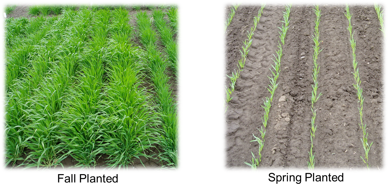 Winter Barley - Spring Barley Vs Winter Barley (1259x623), Png Download