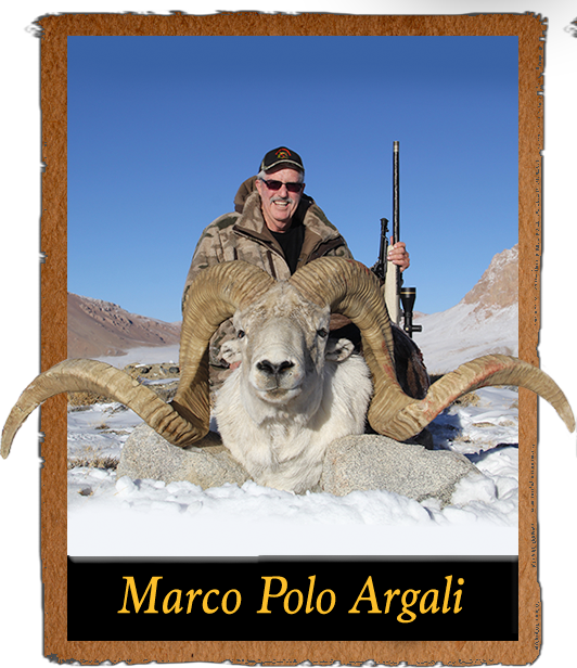 Your Next Adventure Begins Here - Biggest Marco Polo Sheep (532x616), Png Download