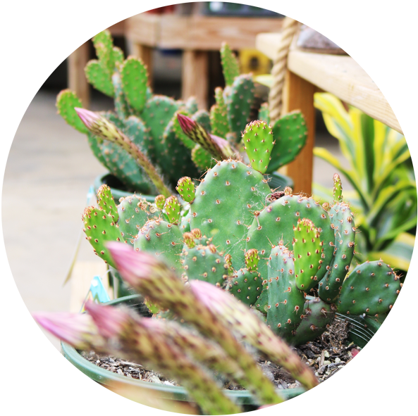 Cactus - Tropics (600x600), Png Download