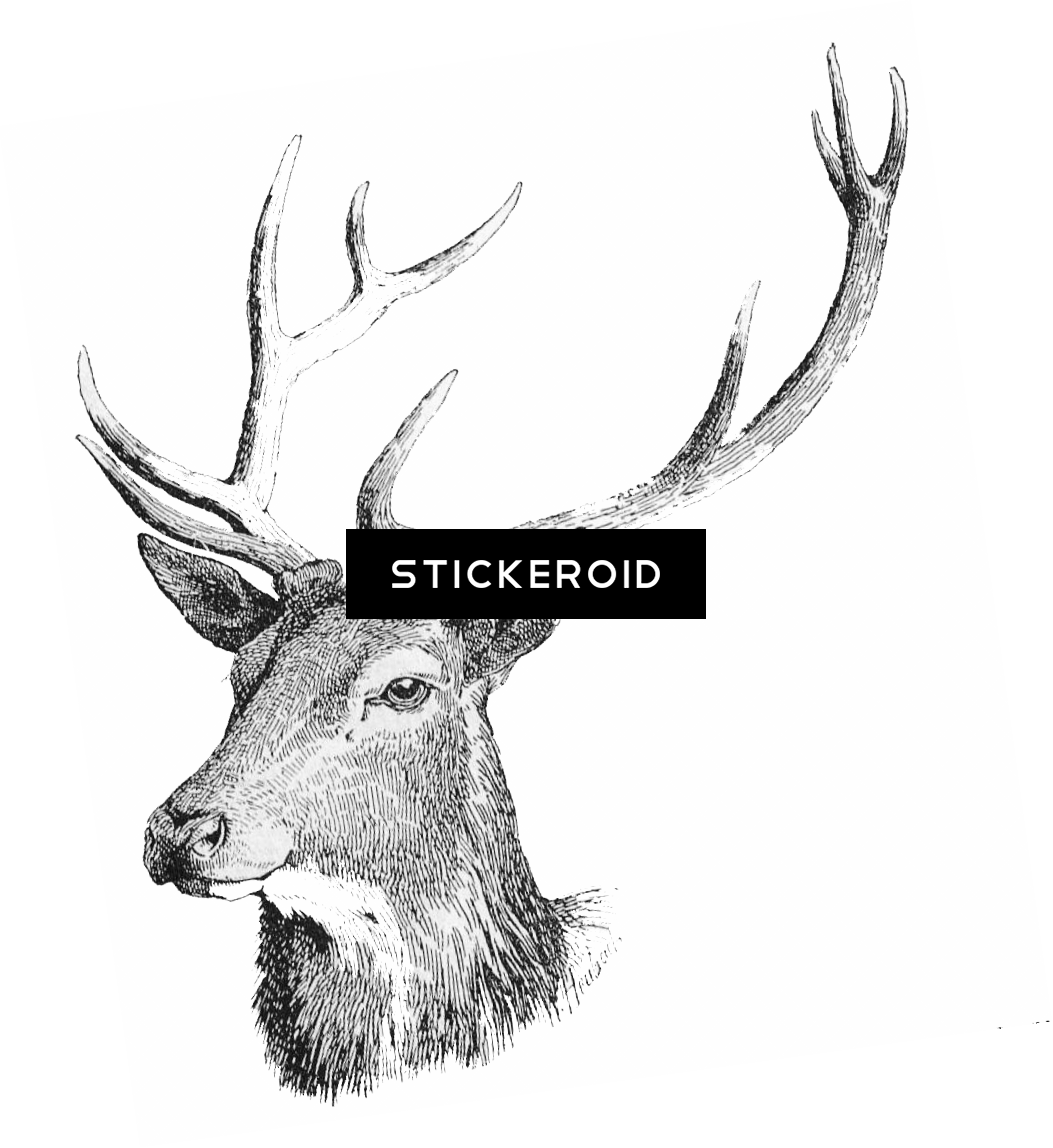 Deer Head (1053x1148), Png Download
