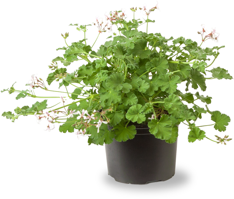 Prunus Lauroceracus 'herbergii' 80/100 - In Pot (811x700), Png Download