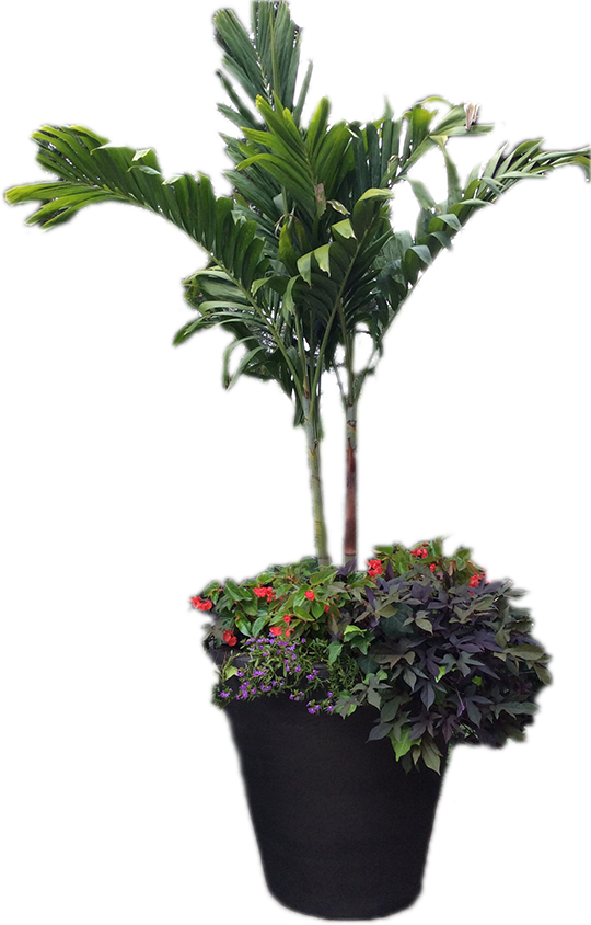 Our Complete Line Of Services Available In Omaha And - Houseplant (540x844), Png Download
