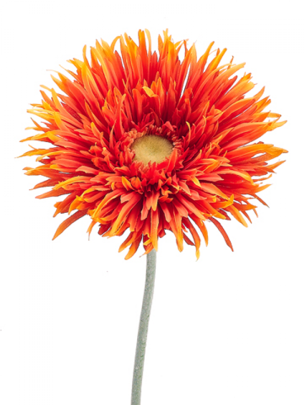 37" Jumbo Spider Gerbera Daisy Spray Orange Yellow (800x800), Png Download