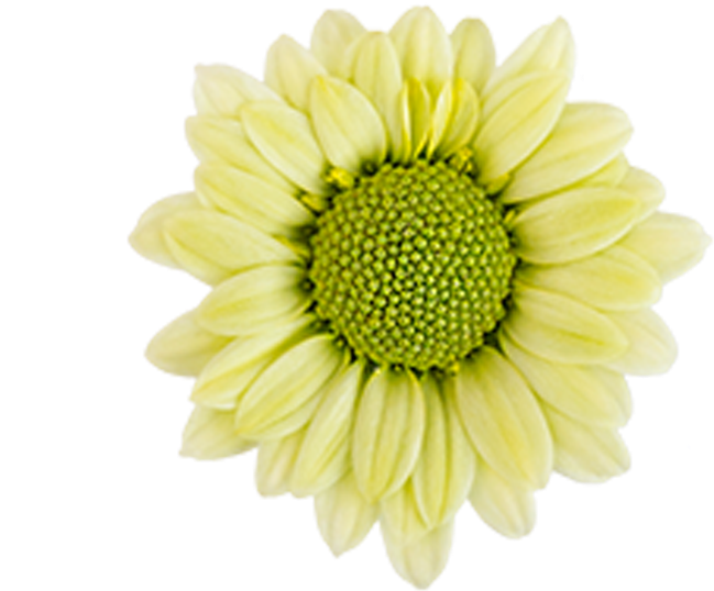 Tornado Tornado - Barberton Daisy (800x800), Png Download