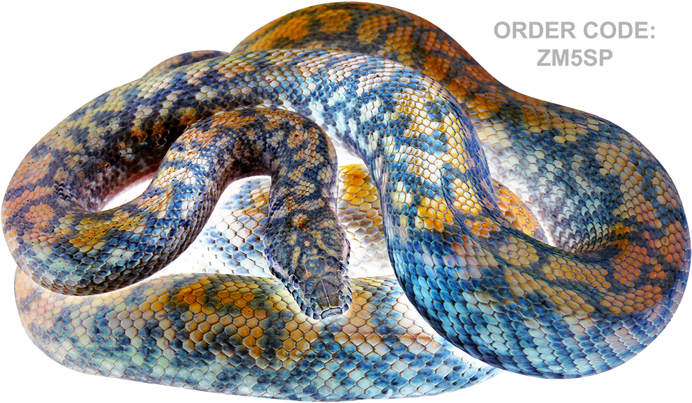 $33 Delivered - Reptile (1000x750), Png Download