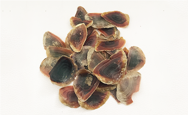 Importers Of Conch Shell, Importers Of Conch Shell - Mussel (640x640), Png Download