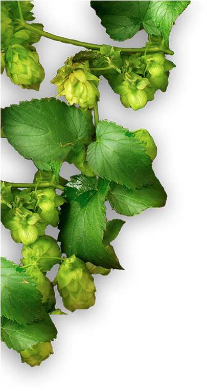 Home Plant Smaller - Coriander (1344x764), Png Download