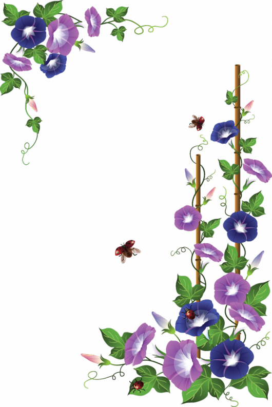 Border De Flores Png Clipart Floral Design Borders - Morning Glory Flower (530x793), Png Download