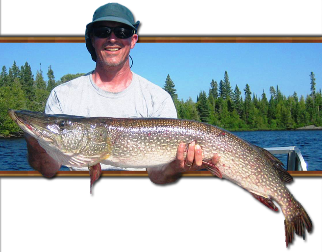 Big Lunker Fight All The Way To The Net With Its Deep - Pull Fish Out Of Water (657x514), Png Download