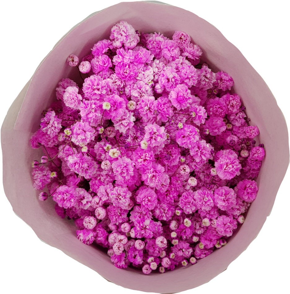 Baby's Breath Tinted - Color (1024x1109), Png Download