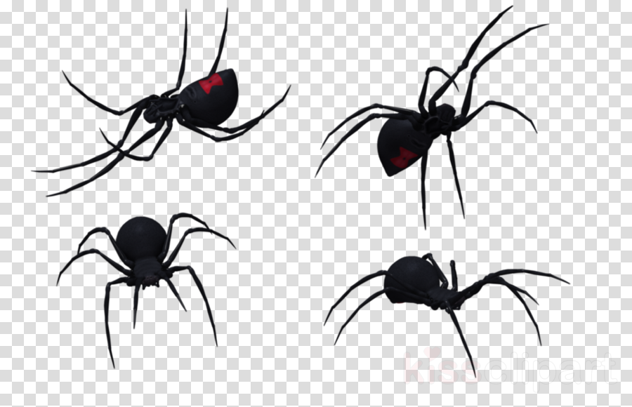 Widow Spiders Clipart Southern Black Widow Spider Western - Widow Spiders (900x580), Png Download