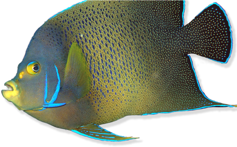 Reef Fish - Coral Reef Fish (800x520), Png Download