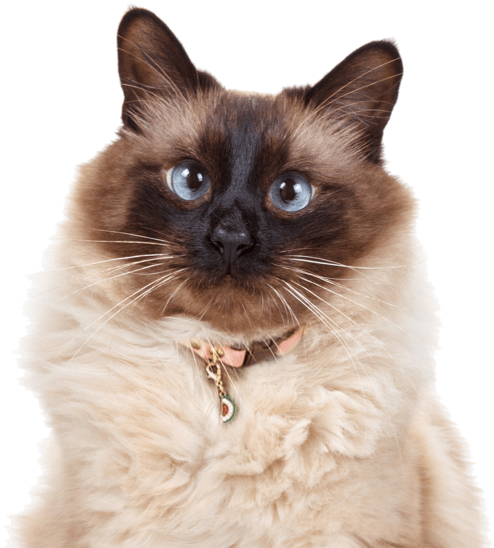 Search - Balinese Cat Hypoallergenic Cats (560x550), Png Download