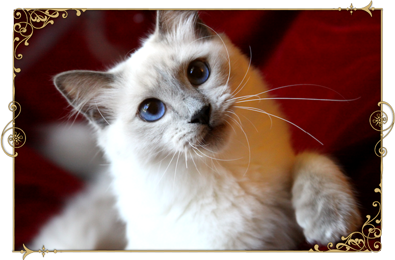 Traditional Siamese Cat Breeder Kittens For Sale Applehead - Thai Cat (833x546), Png Download