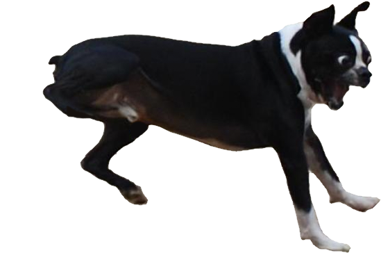 I Spent A Lot Of Time Cutting Out This Surprised Dog - Longer You Stare The Funnier It Gets Dog (650x579), Png Download