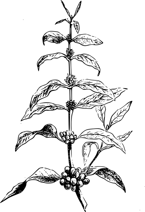 Graphic Black And White Download Berries Drawing Mulberry - Coffee Bean Plant Illustration (493x720), Png Download