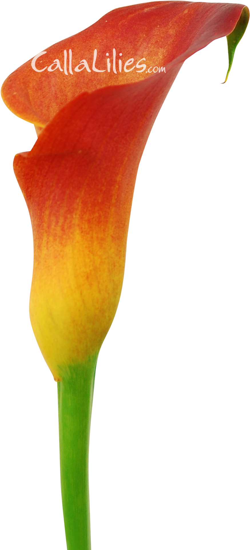 Orange Tinted Flower - Arum (1500x2032), Png Download