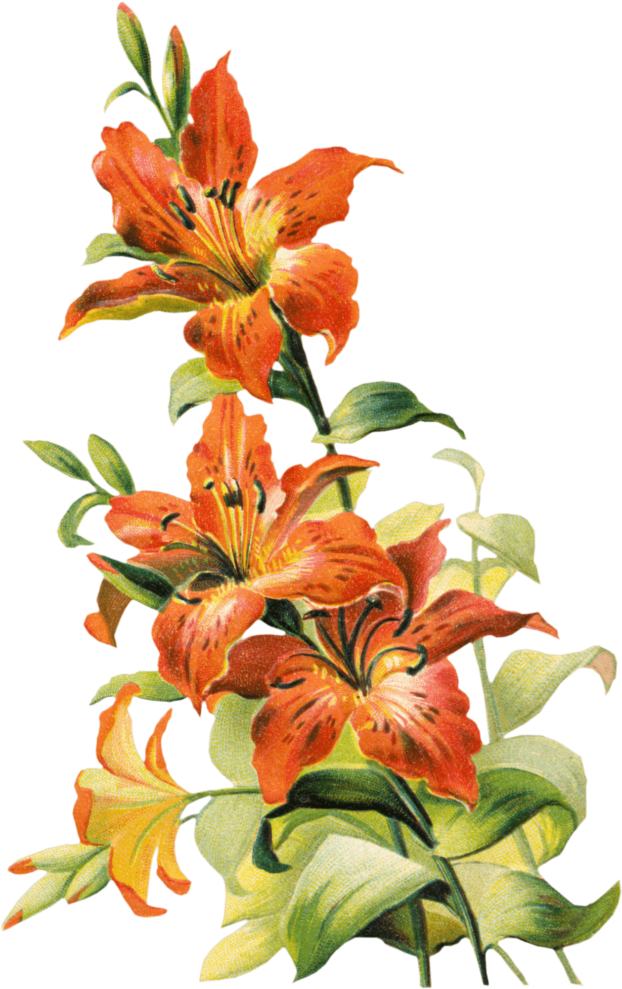 A - Lily Flower Vintage (1258x2000), Png Download
