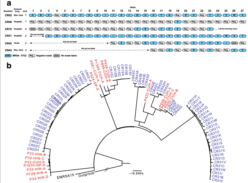 The Epidemiology And Phylogeny Of Mrsa In The Cambridge - Methicillin Resistant Staphylococcus Aureus Infection (850x627), Png Download