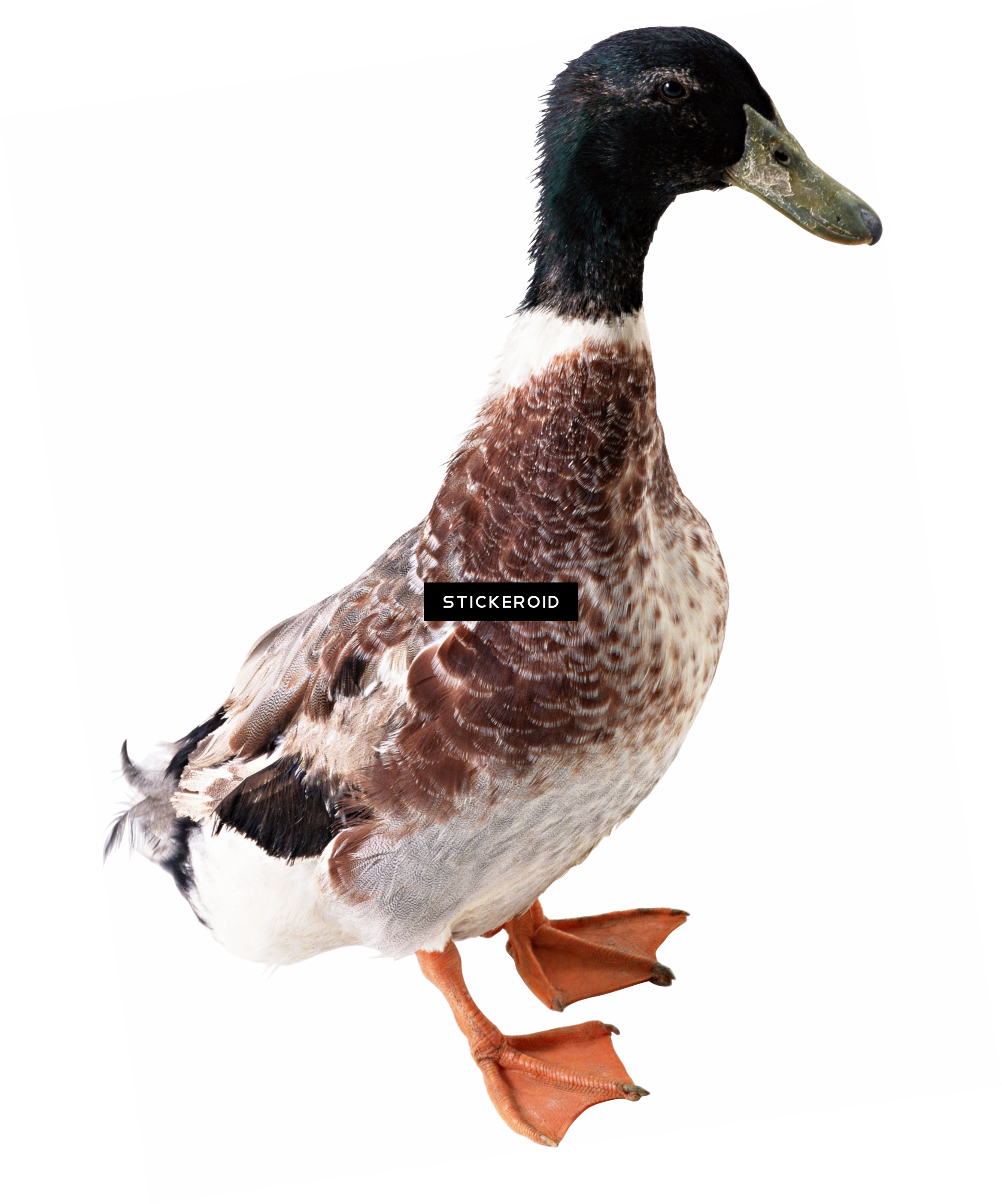 White Duck - Gambar Bebek Png (2334x2803), Png Download