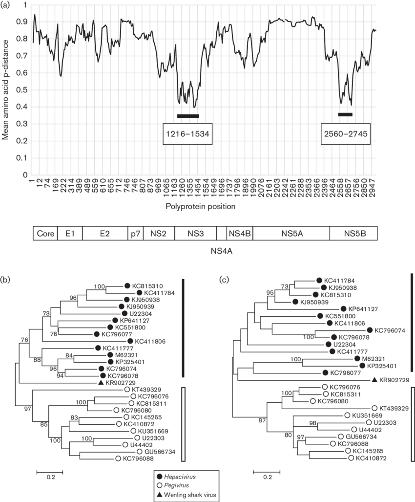 Comparative Analysis Of Wenling Shark Virus (850x1027), Png Download