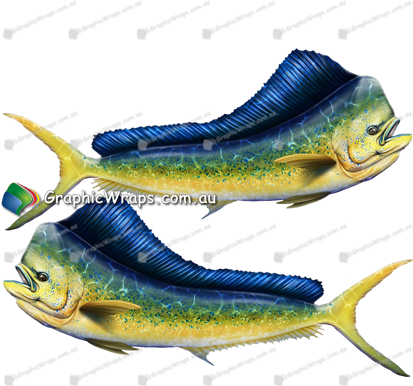 Download Mahi Mahi Full Size PNG Image PNGkit