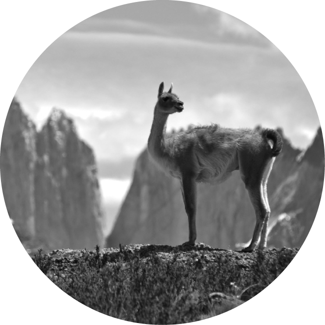 Llama (660x660), Png Download