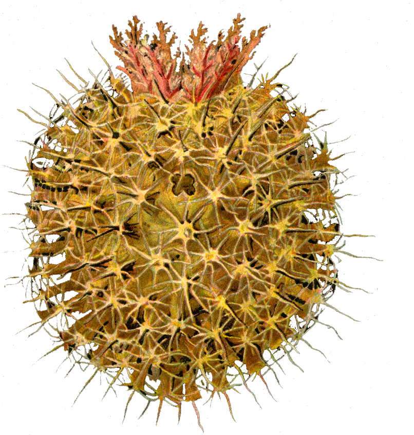 Ascidiae/olive Pin Cushion Pink Fruff Copy This Work - Ascidiae By Ernst Haekel - Art Print - 12x18 Poster (806x848), Png Download