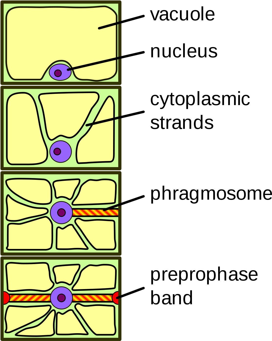 Cytoplasmic Strands (1200x1519), Png Download