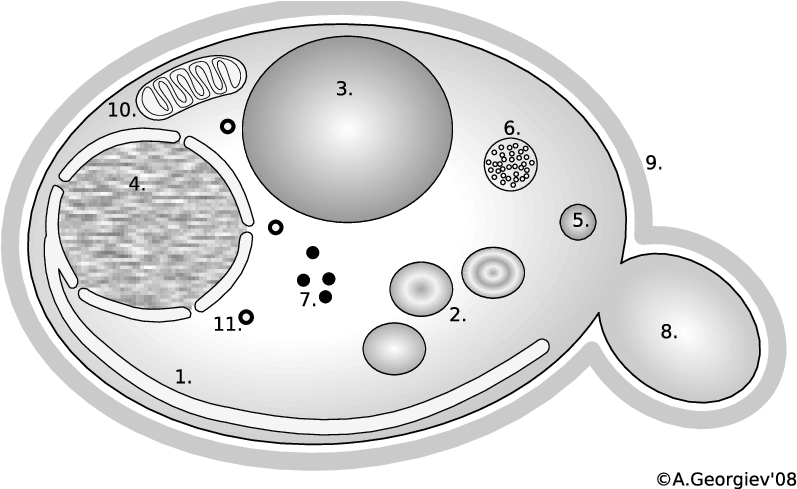 Yeast Cell -schematic Representation - Cisternae Yeast (833x488), Png Download