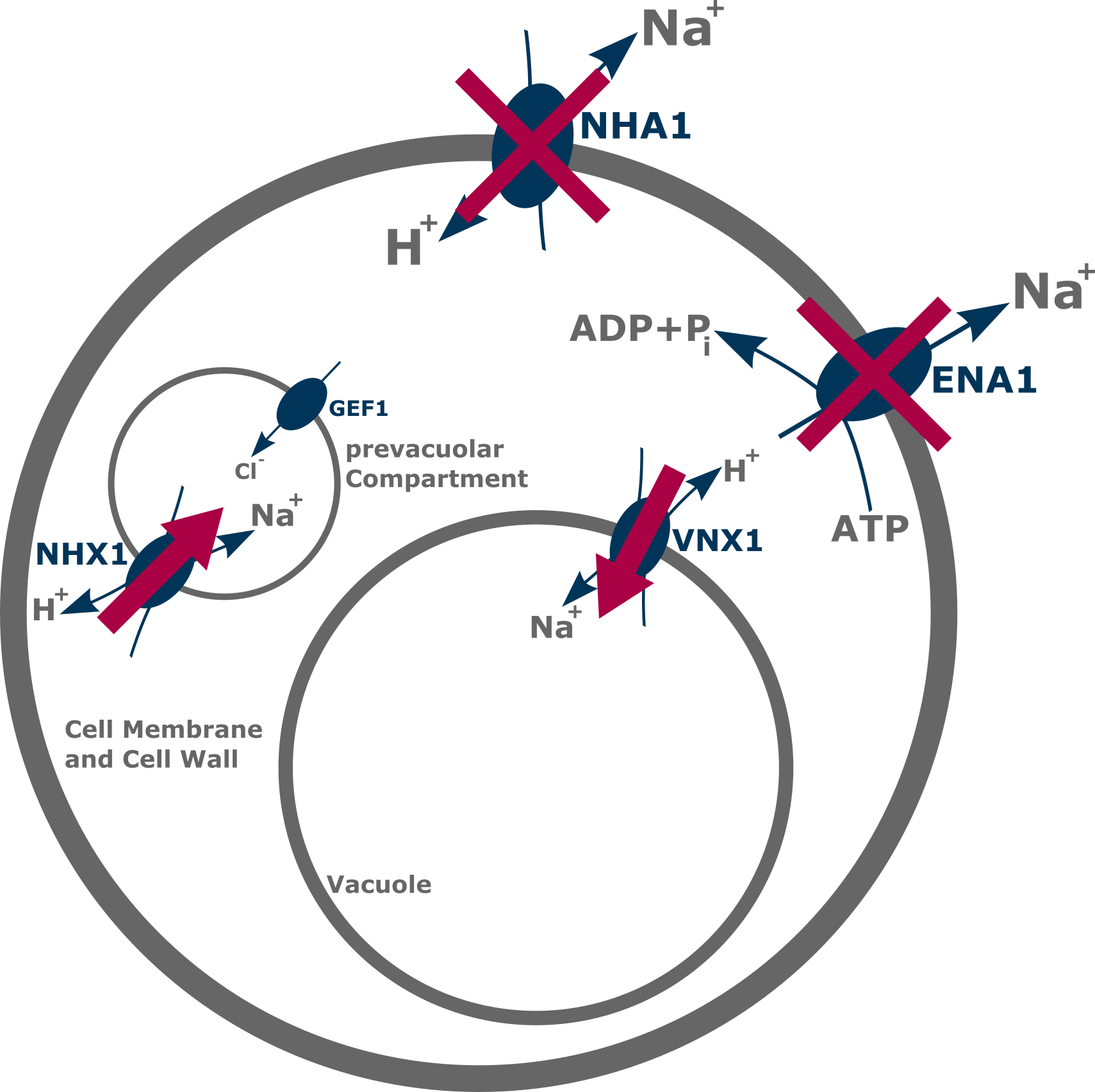 The Vnx1- Antiporter Exchanges Na And K With H From - Plasmid (1709x1704), Png Download