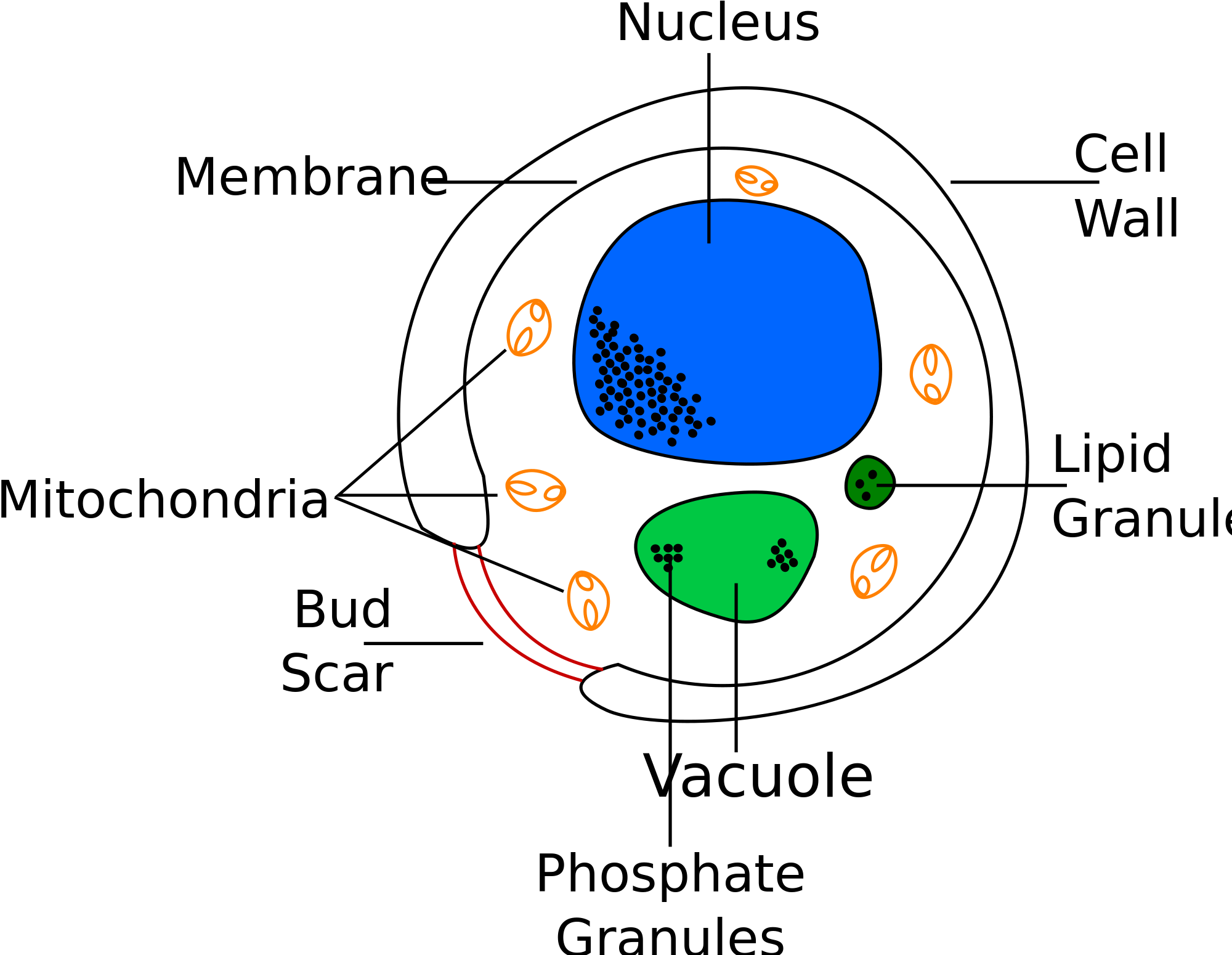 Vector Transparent Stock Cells Drawing Sketch - Labelled Diagram Of Yeast (2000x1550), Png Download