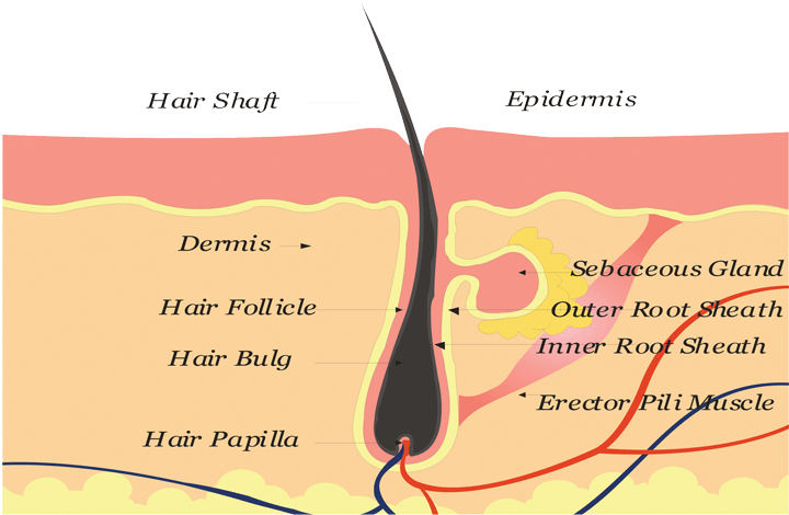 Where A Patient's Blood Is Drawn, Separated And Concentrated - 毛根 毛囊 (754x497), Png Download