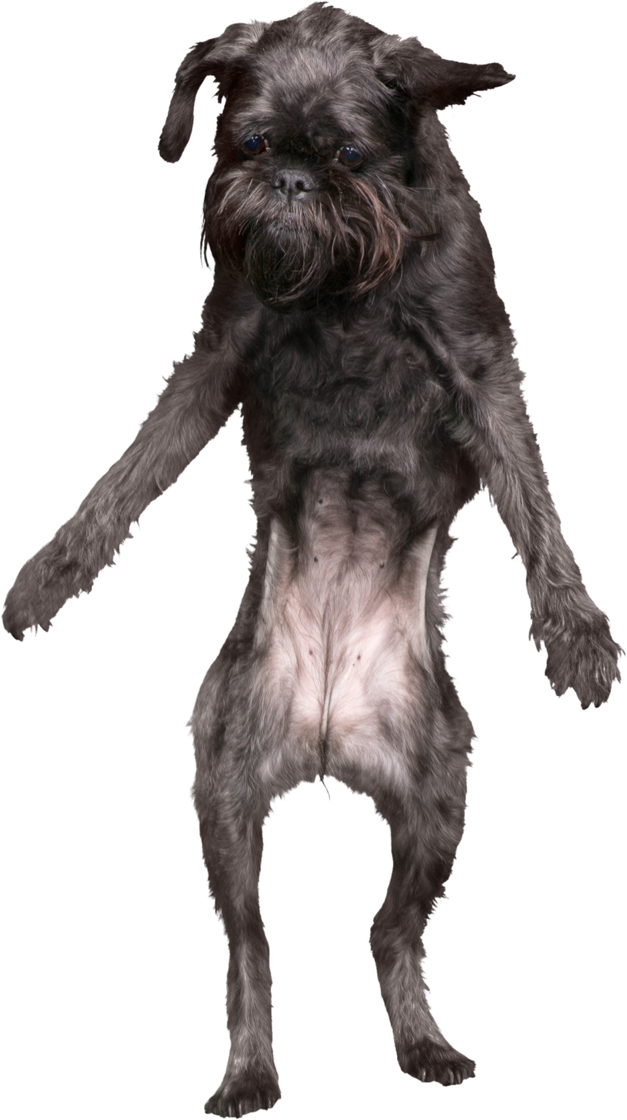 Penelope - Standard Schnauzer (1309x2282), Png Download