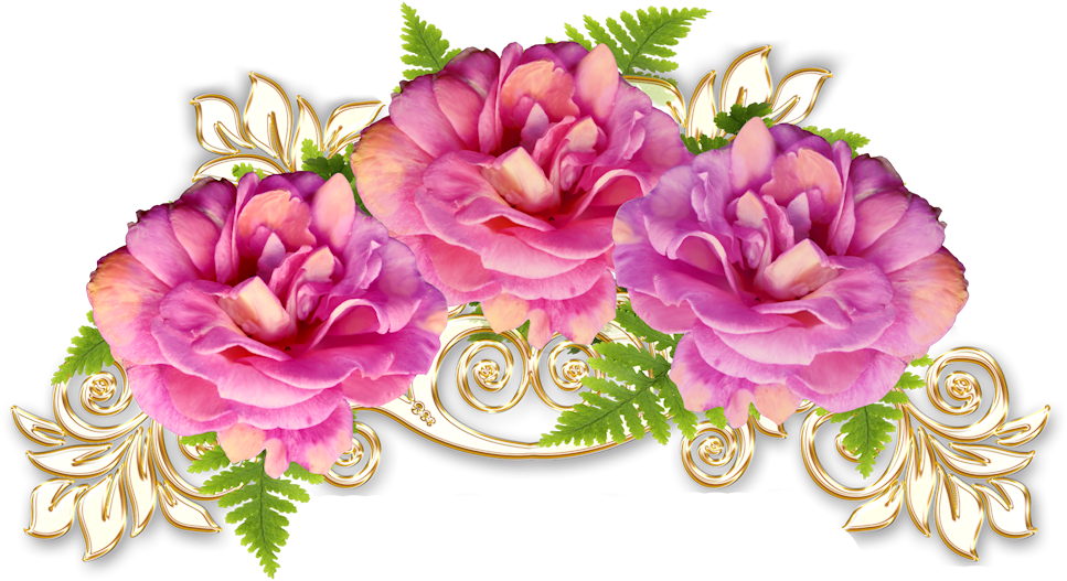 Cabbage Roses Floral Design Flower Transprent (1000x566), Png Download
