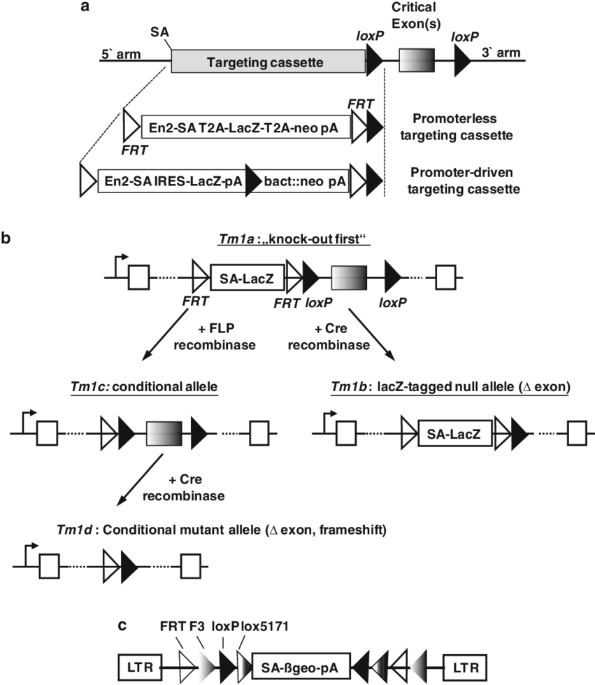 Eucomm Conditional Alleles A - Eucomm (850x993), Png Download