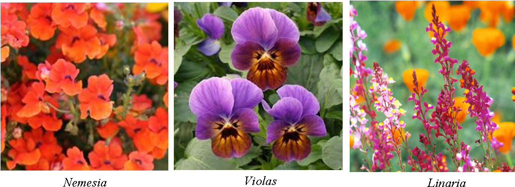 Spring Annuals - Nemesia Seeds - Orange Prince - 5000 Seeds (1044x385), Png Download
