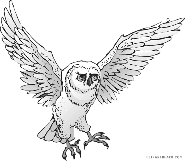 Snowy Owl Clipart Real Owl - Clip Art (640x556), Png Download