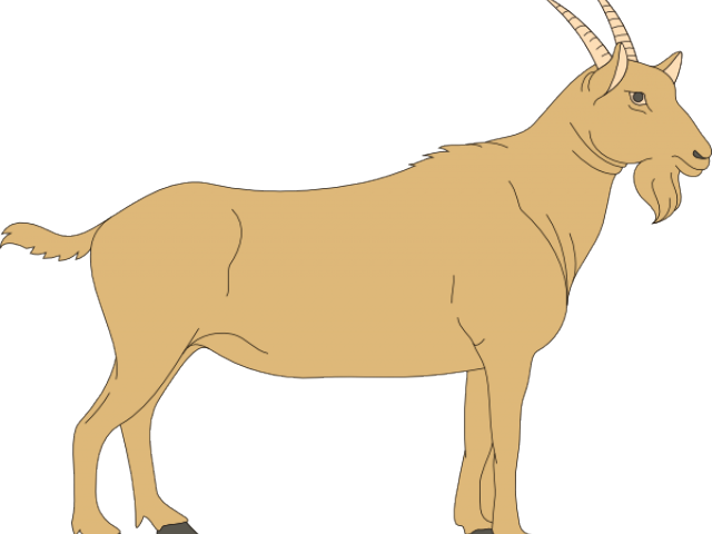 Billy Goat Clipart Line Art - Ruminant Digestive System Blank (640x480), Png Download