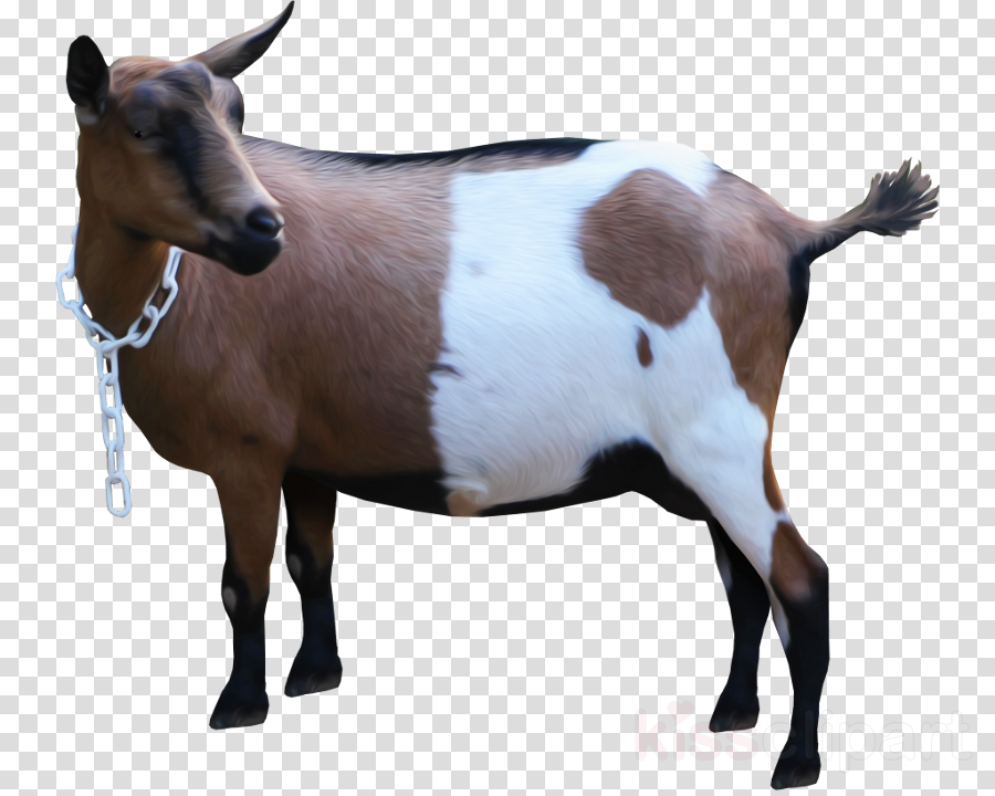 Goat Clipart Goat Sheep Cattle - Vector Graphics (900x720), Png Download