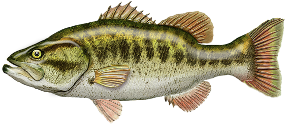 Click And Drag To Re-position The Image, If Desired (600x600), Png Download