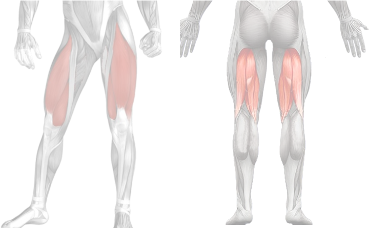 Muscles-cuisses - Tights (753x453), Png Download